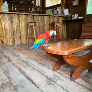 3 Nights Amazon Jungle Tour